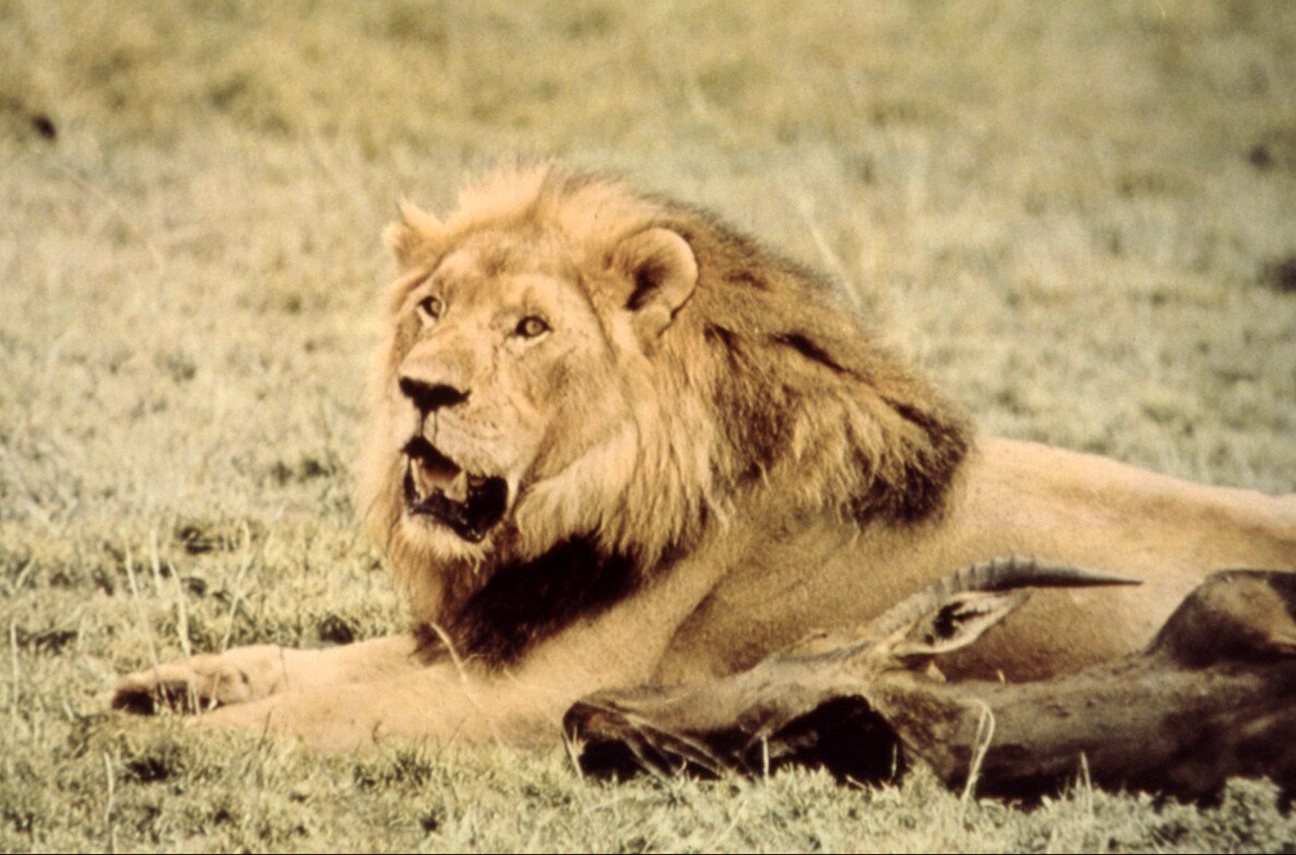 The African Lion