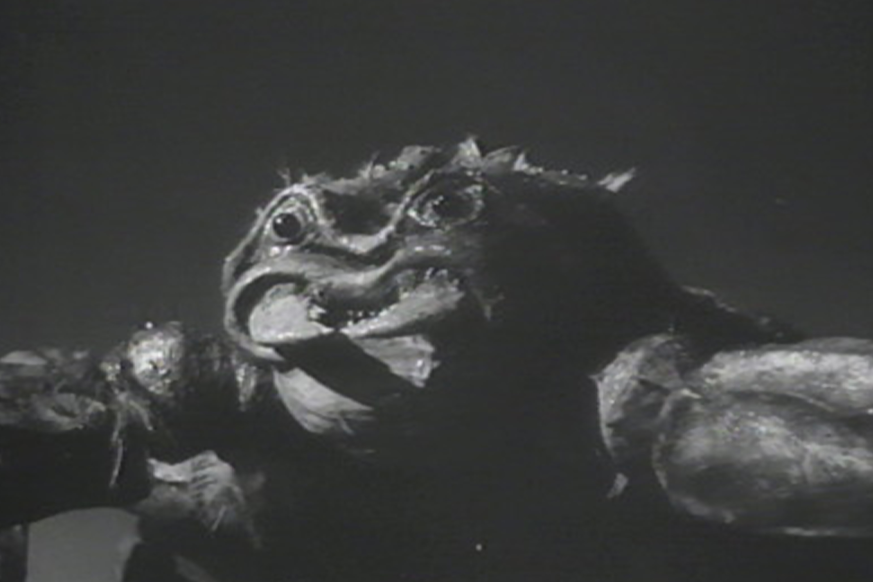 The Black Scorpion