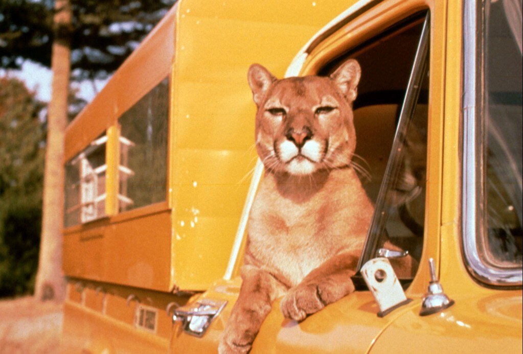 Charlie, the Lonesome Cougar