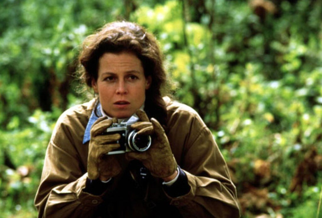 Gorillas in the Mist