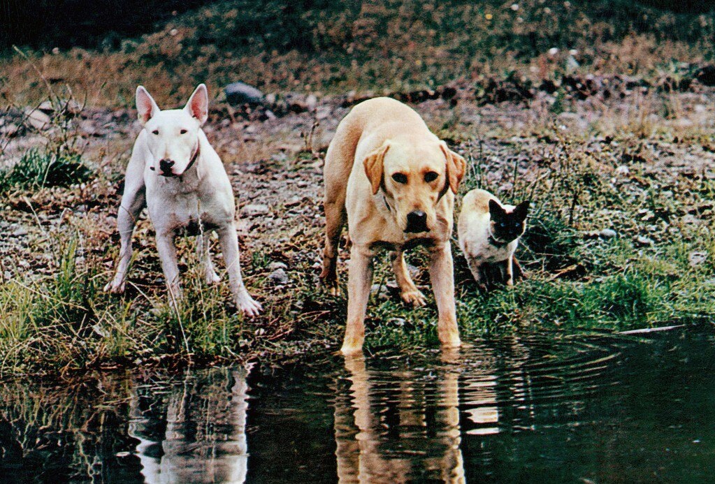 The Incredible Journey