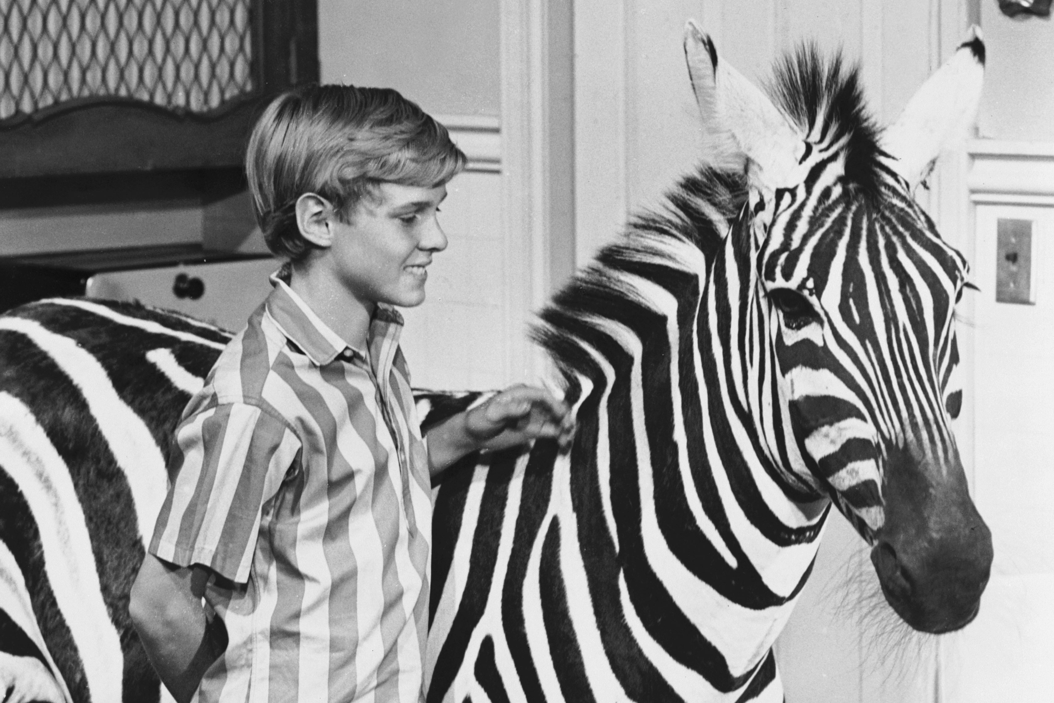 Zebra in the Kitchen