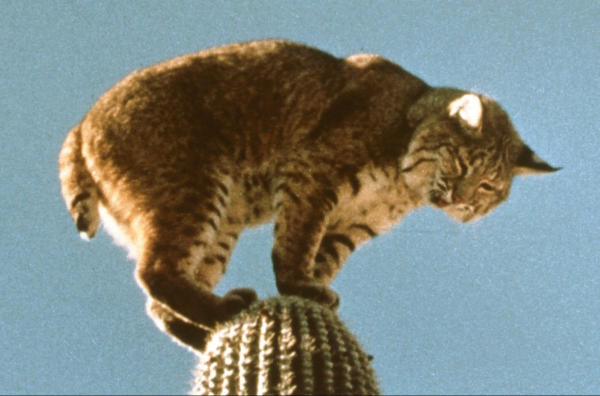 The Best of Walt Disney's True-Life Adventures