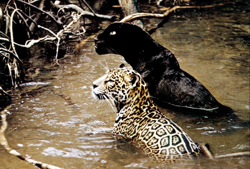 Jungle Cat