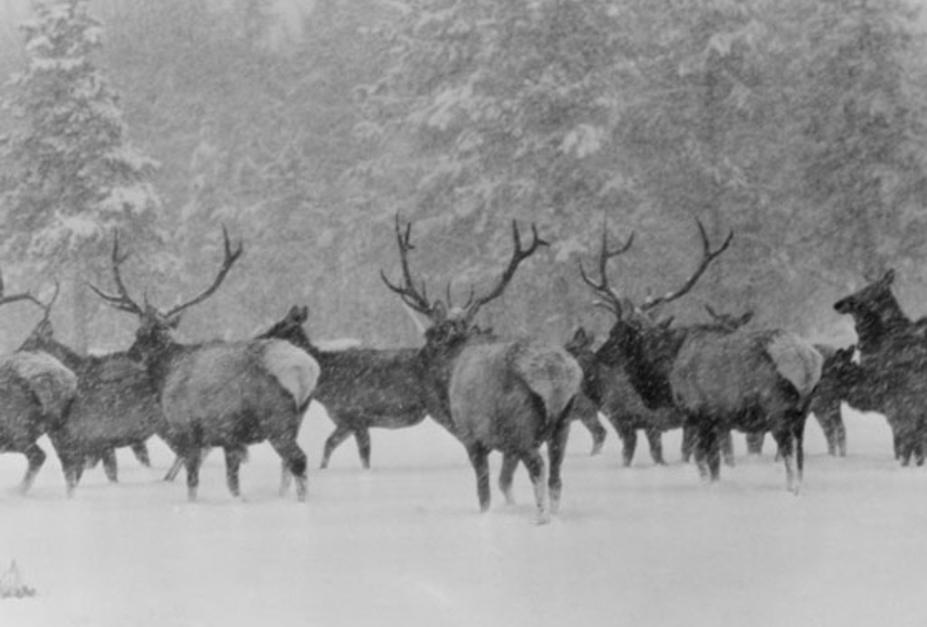 The Vanishing Prairie (1954)