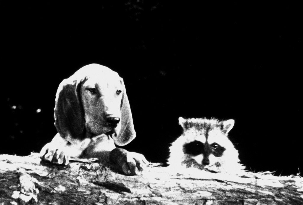 The Hound That Thought He Was a Raccoon