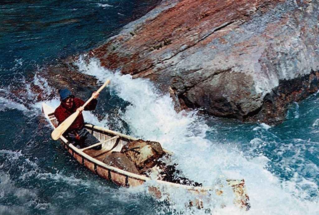 Nikki, Wild Dog of the North