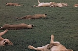 African Lion, The (1955) Laziest Animal Alive