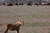African Lion, The (1955) The Eaters Of Grass