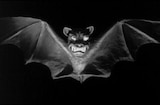 Bat, The (1959) -- It Might Be Rabid