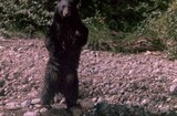 Bears And I, The (1974) -- A Cardinal Rule For Bear Country