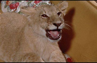 Born Free (1966) -- Perfect Little Angels