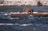 Charlie, The Lonesome Cougar (1967) -- His One Log Catamaran