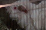 Corruption (1967) -- It's A Guinea Pig