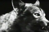Cry Of The Werewolf (1944) -- Perhaps The Most Horrible