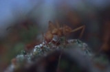 Empire Of The Ants (1977) -- The Next Dominant Life Form