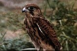 Kes -- Kestrel