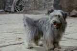 Greyfriars Bobby (1961) -- His Wee Dog Was Here