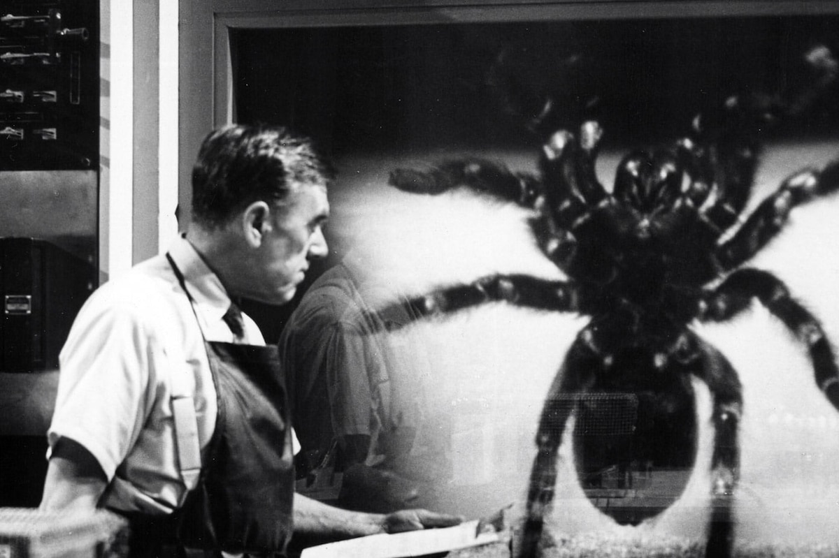 I Like Big Bugs and I Cannot Lie