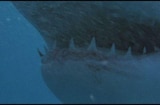 Jaws 2 (1978) -- Everything Is Next Week
