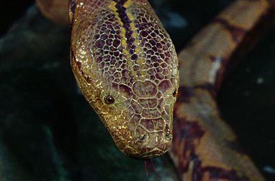 Rudyard Kipling's Jungle Book (1942) -- I Am Beautiful