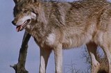 Legend Of Lobo, The (1962) -- The Wolf Known As Lobo