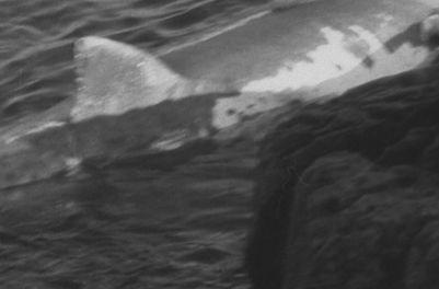 Man Of Aran (1934) -- In This Cauldron Is Rendered