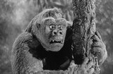 Mighty Joe Young (1949) -- Aren't You Afraid?