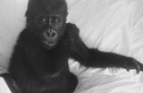Mighty Joe Young (1949) -- Dangerous Gorilla