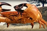 mysteriousisland_mightybigcrab_FC.mov