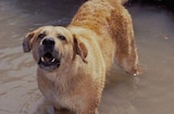 Old Yeller (1958) -- Quit Rockin' My Dog!