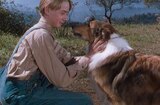 Sun Comes Up, The (1949) -- Fare You Well, Lassie