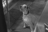 Thin Man, The (1934) -- No Dogs Allowed!